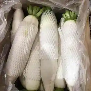 Chinese factory supply Fresh organic vegetables Radish White Green radish wholesale