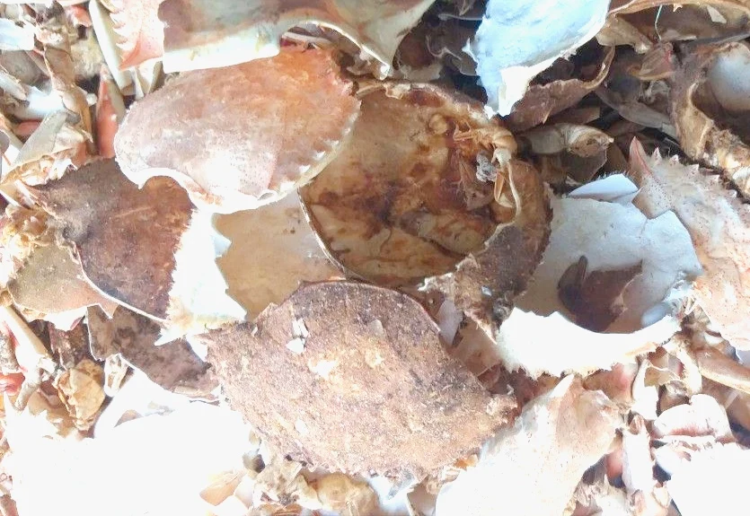 BEST PRICE FOR DRIED CRAB SHELL/ SHRIMP SHELL TO MAKE CHITIN CHITOSAN FOOD GRADE FROM VIET NAM