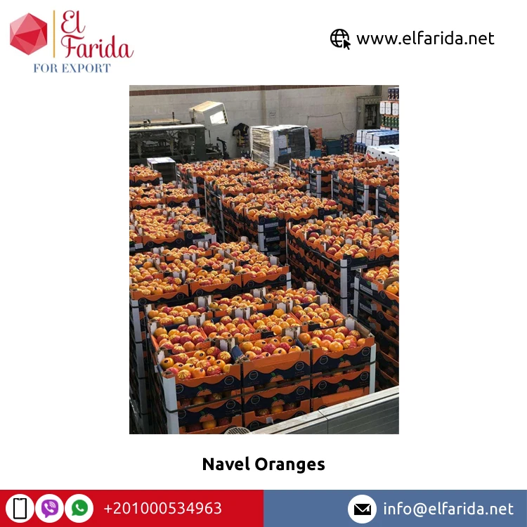 Egypt Origin Exporter of New Crop Natural Sweet Delicious Fresh Navel Orange/ Valencia Orange for Bulk Purchase