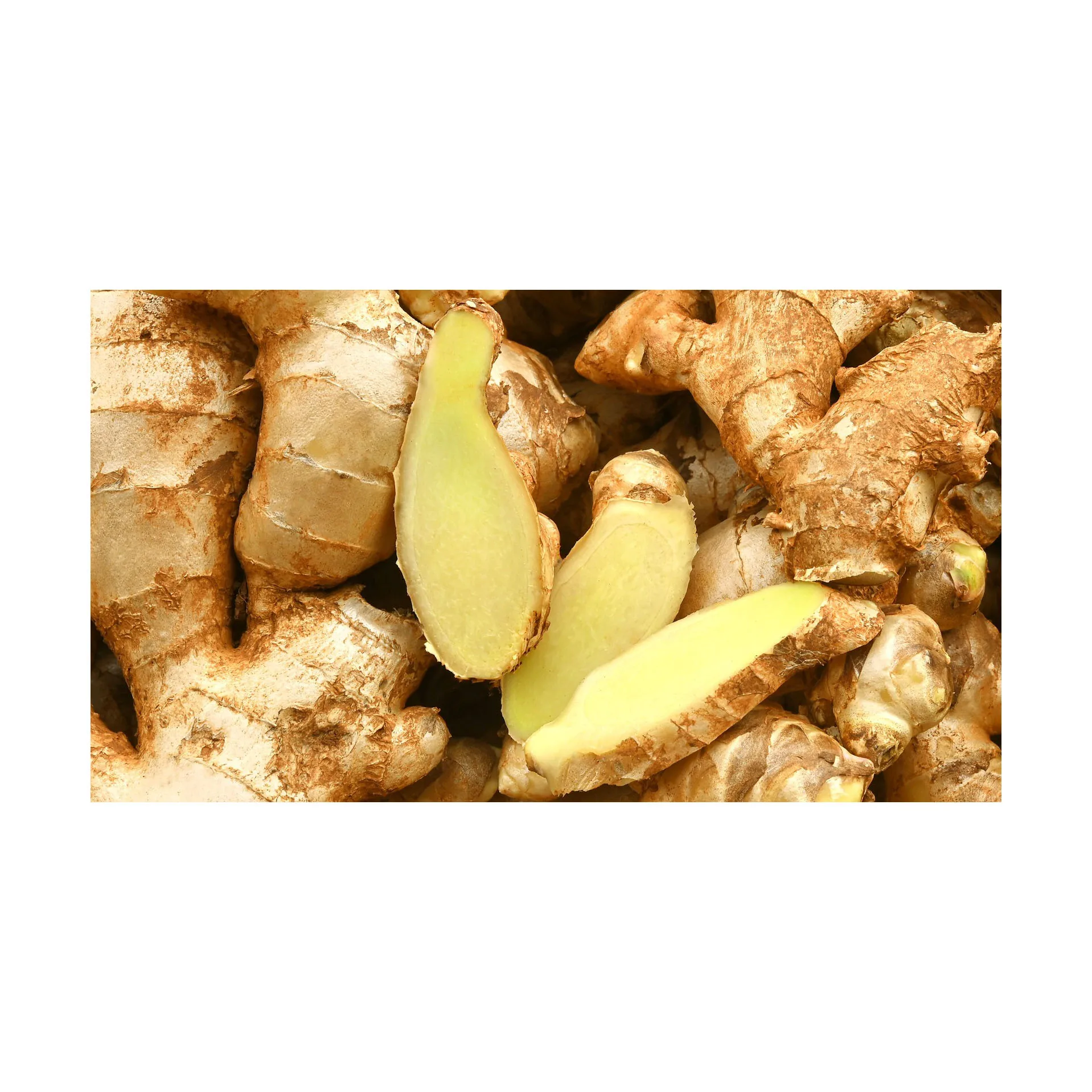 Typical hot spicy oil content 1 To 4% Old Ginger Fresh ginger With Weight 100gr 150gr 200gr 250gr