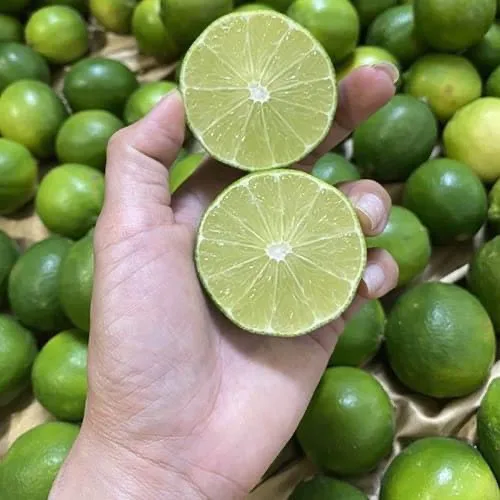 Vietnam Best Price Rich Vitamin C Fresh Lemon Seedless Lime from Vietnam