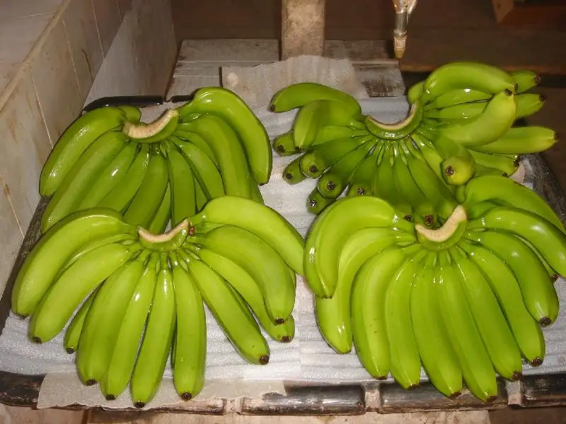 Organic Cultivation Type Green Cavendish Banana Sweet Taste Cavendish Banana From Vietnam Hot Sale New Coming