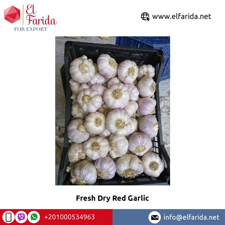 Competitive Price Egypt Origin Exporter of Wholesale Supply 2023 New Crop Dry Red Garlic/ White Garlic for Sale