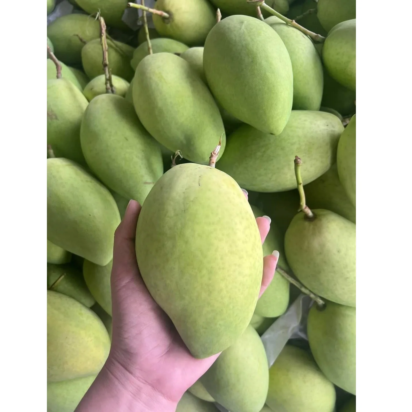 Organic Vietnam Green Mango Sweet/Sour Tropical & Sub-Tropical Fruit Fresh Agriculture Product