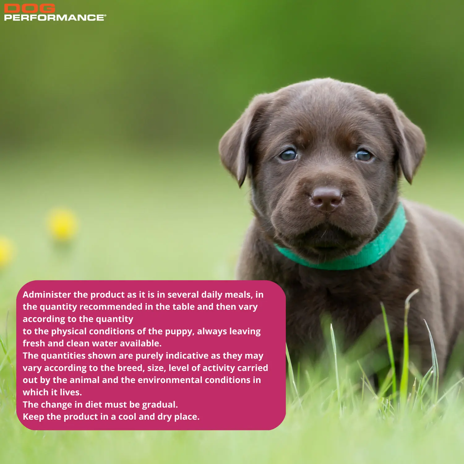 High Quality 3kg Chicken and Rice Dry Food Healthy Compact Puppy Meal for Medium and Large Breeds for Fish and Cats