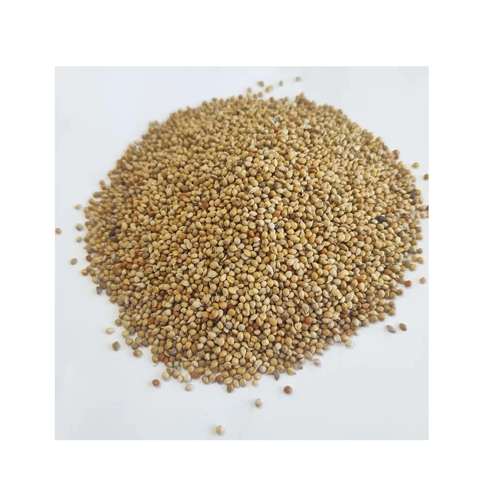 Best quality green millet animal feeds exporter from Egypt
