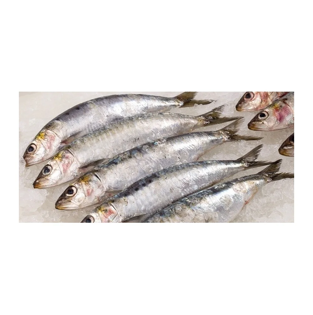 Горячий продукт, замороженная скумбрия, рыба-Сардина, в наличии