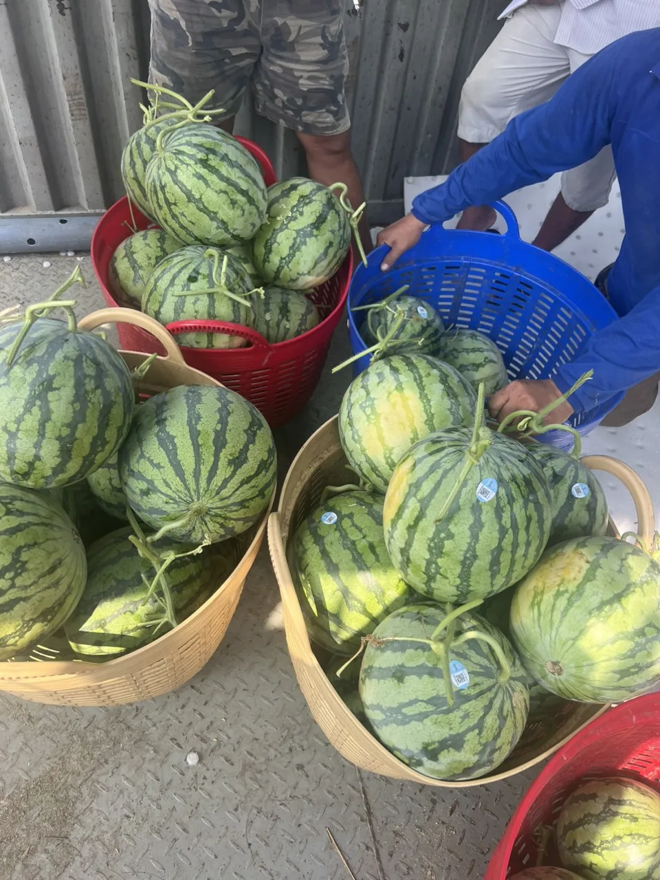 Seedless Fresh Watermelon for Sale Bulk Fresh Fruit Sweet Taste Nice Color