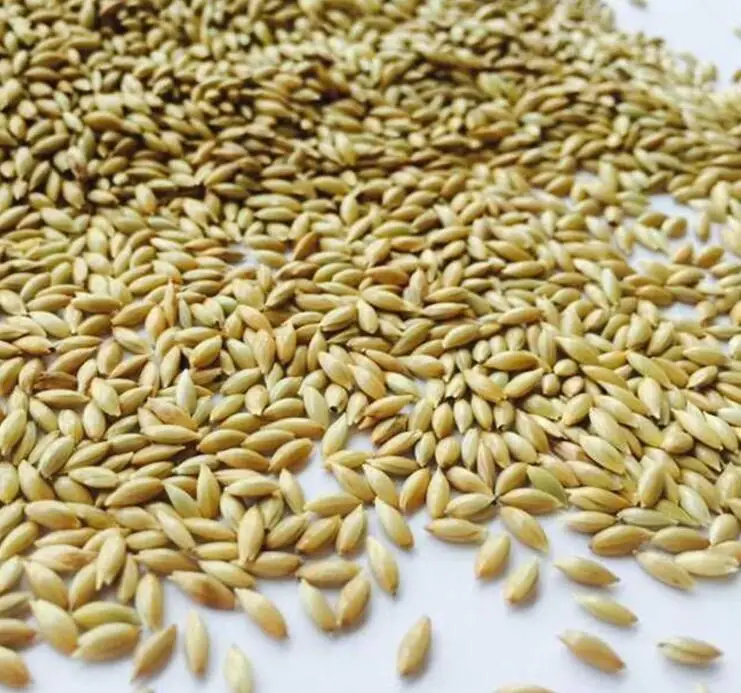 Canary seeds for Animal feed Wholesale Price