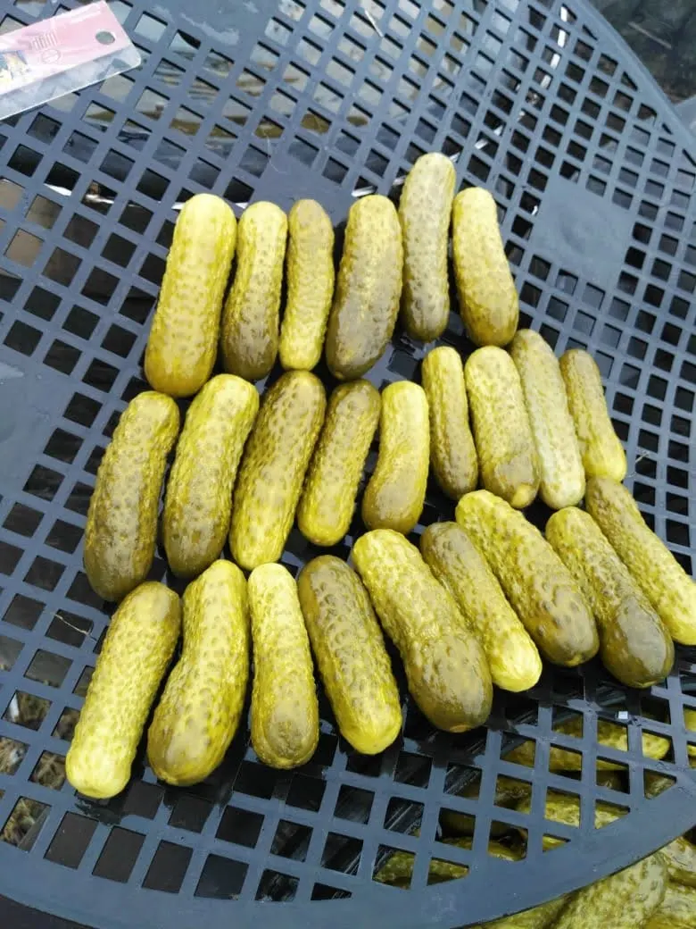 HOT SALE CANNED PICKLED BABY CUCUMBER FOOD ORIGIN VIETNAM IN GLASS JAR WITH BIG QUANTITY FOR BUYER