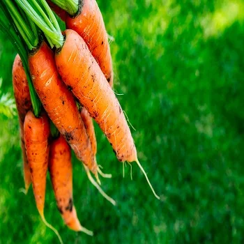 Новый Урожай свежей моркови для оптовой продажи Высококачественная красная