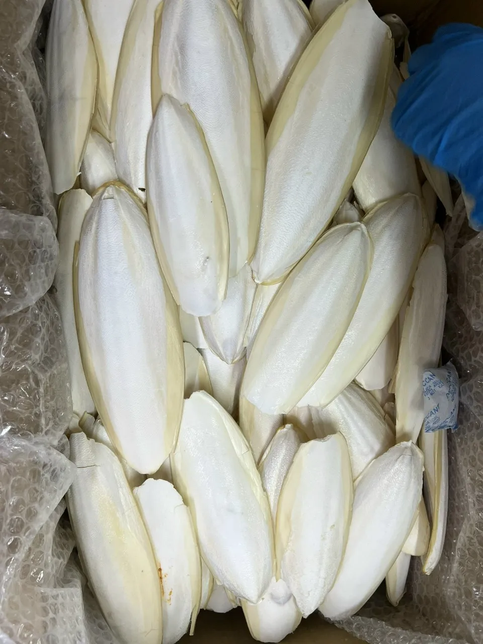 BULK SUPPLY: DRIED CUTTLEFISH BONE FOR PET NUTRITION!