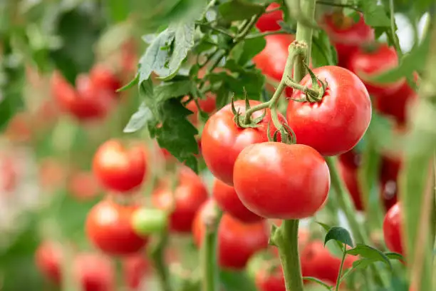 Best Quality Fresh Tomato from Export from Indian