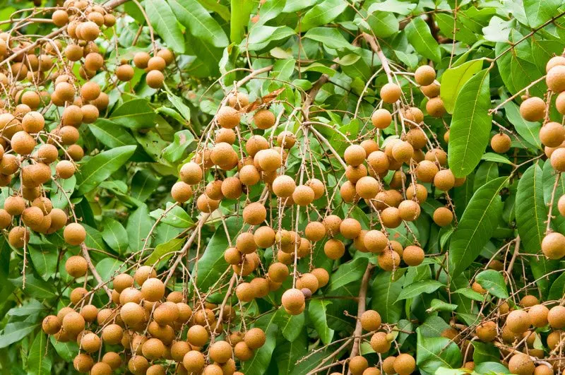 Вьетнамский высококачественный тропический фрукт Longan Premium Longan V.A.F вьетнамская сельскохозяйственная продукция