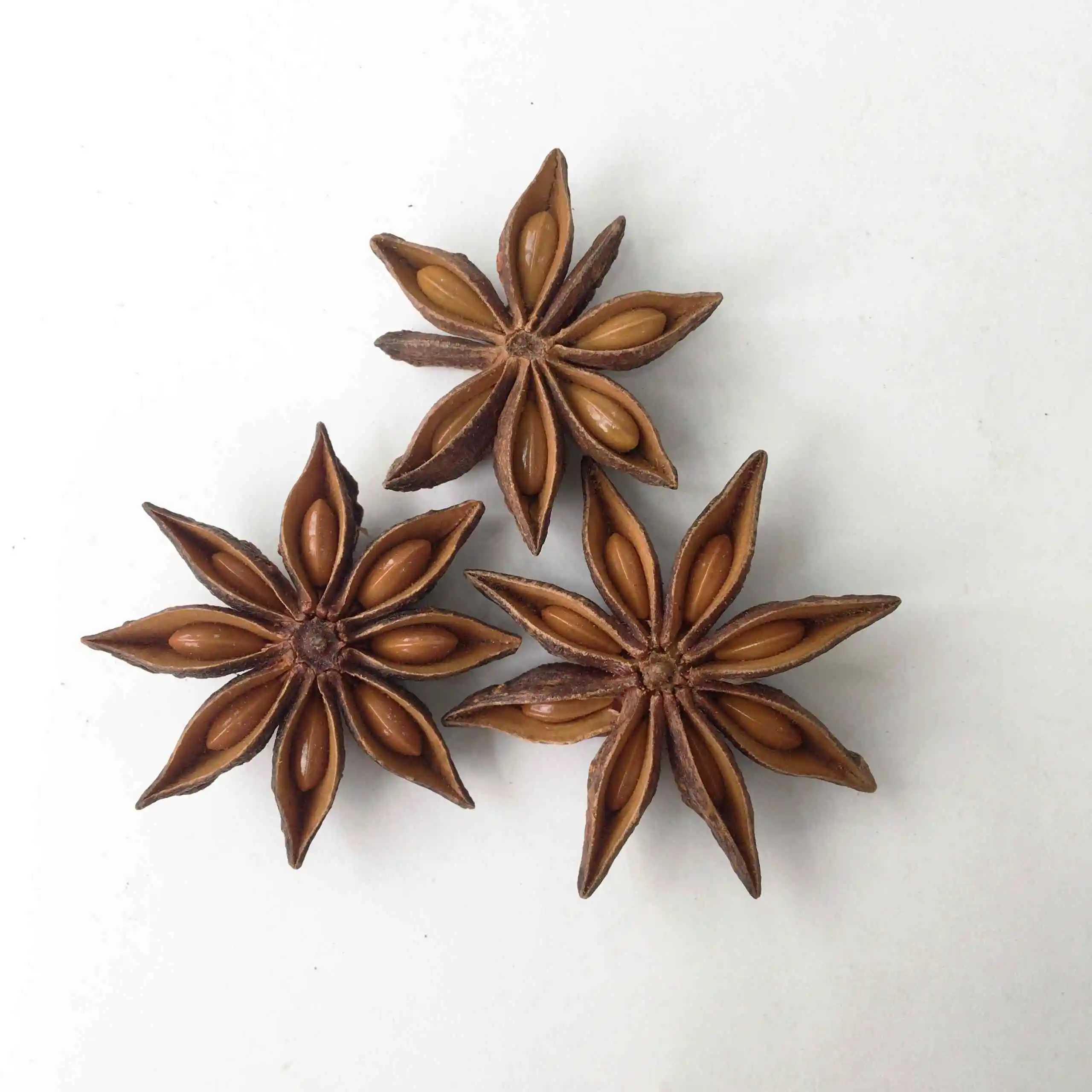 Import export star aniseed popular star anise seeds spices anise flower