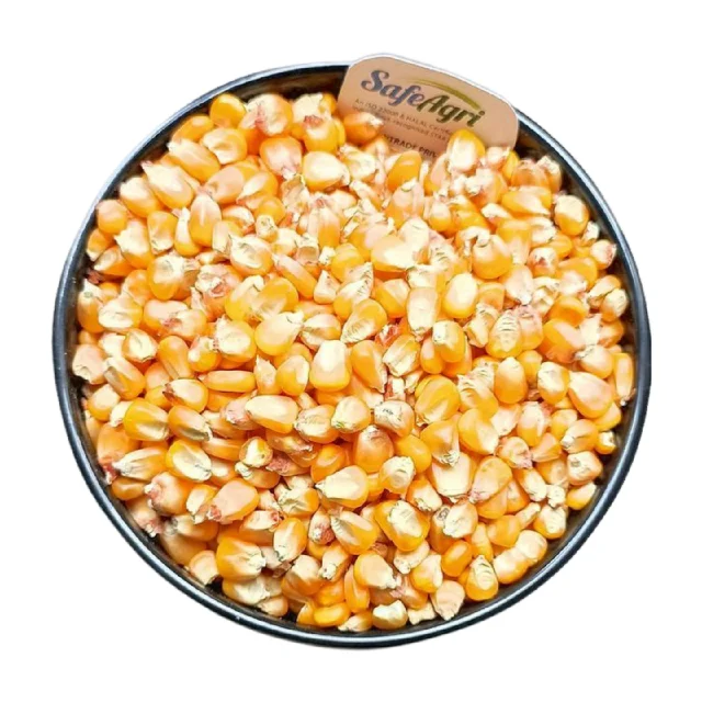 Yellow Corn of Superior Quality from IndiaPremium Grade Maize with 14% Max Moisture and AD Dried Yellow Colour for Animal Feed