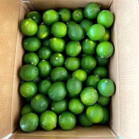 Vietnam fresh seedless lime