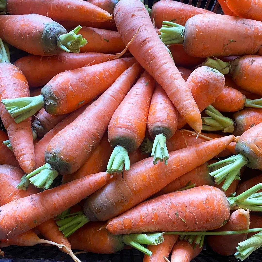 New crop fresh organic vegetables wholesale carot/carrot seeds price of carrots in bulk for export
