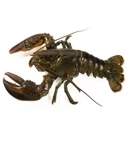 Factory Direct Supply Delicious Frozen Crawfish Marinated Lobster