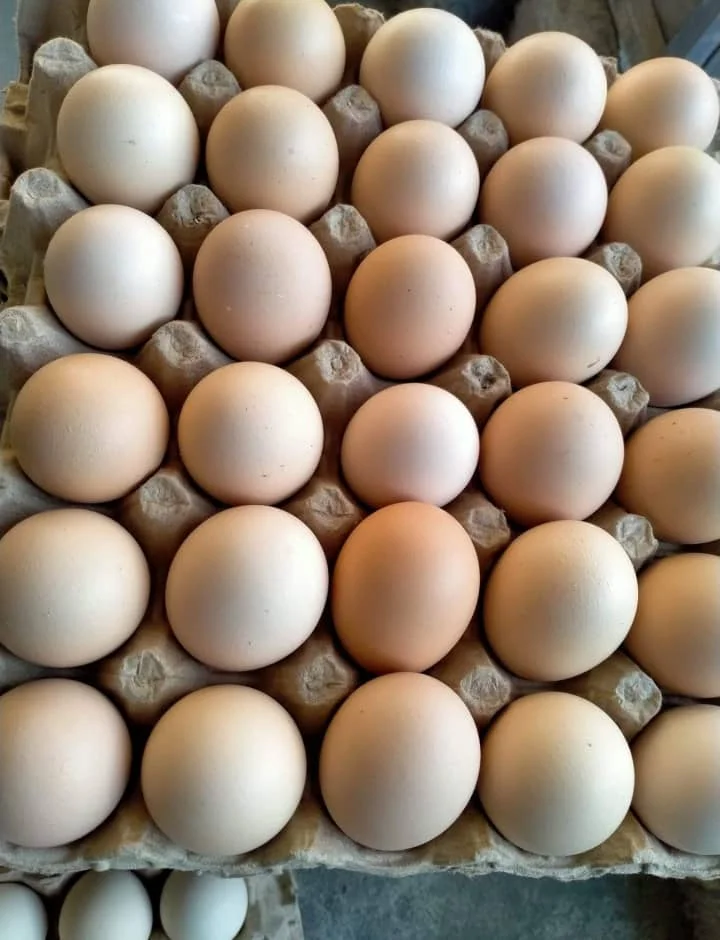 Organic Fresh Chicken Table Eggs & Fertilized Hatching Eggs USA origin for human consumption/Fresh Chicken Table Eggs Brown