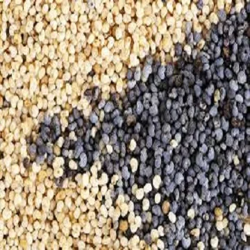 Premium Grade  White Poppy Yellow Blue and Black Poppy Seed For Sale