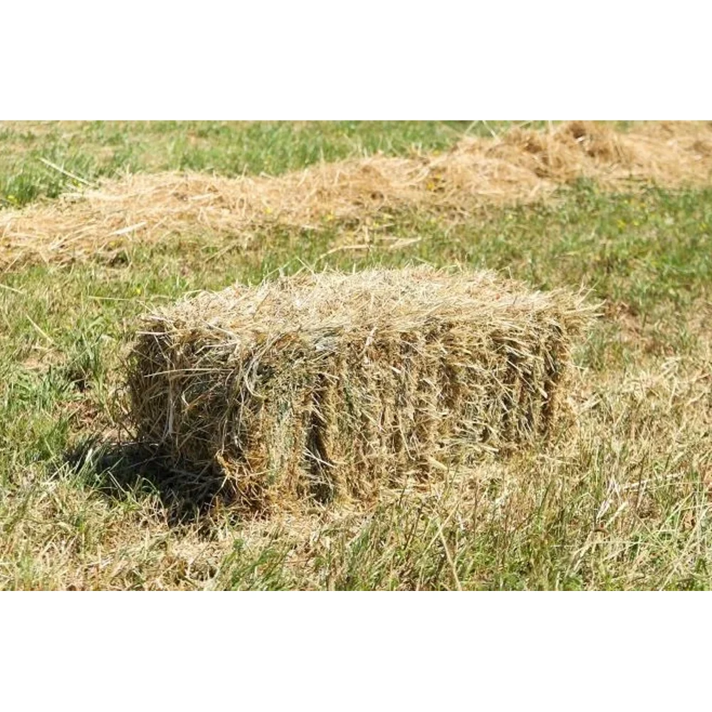 2022  Super Top Quality Alfafa Hay for Animal Feeding Stuff Alfalfa / Timothy / Alfalfa Hay for Sale