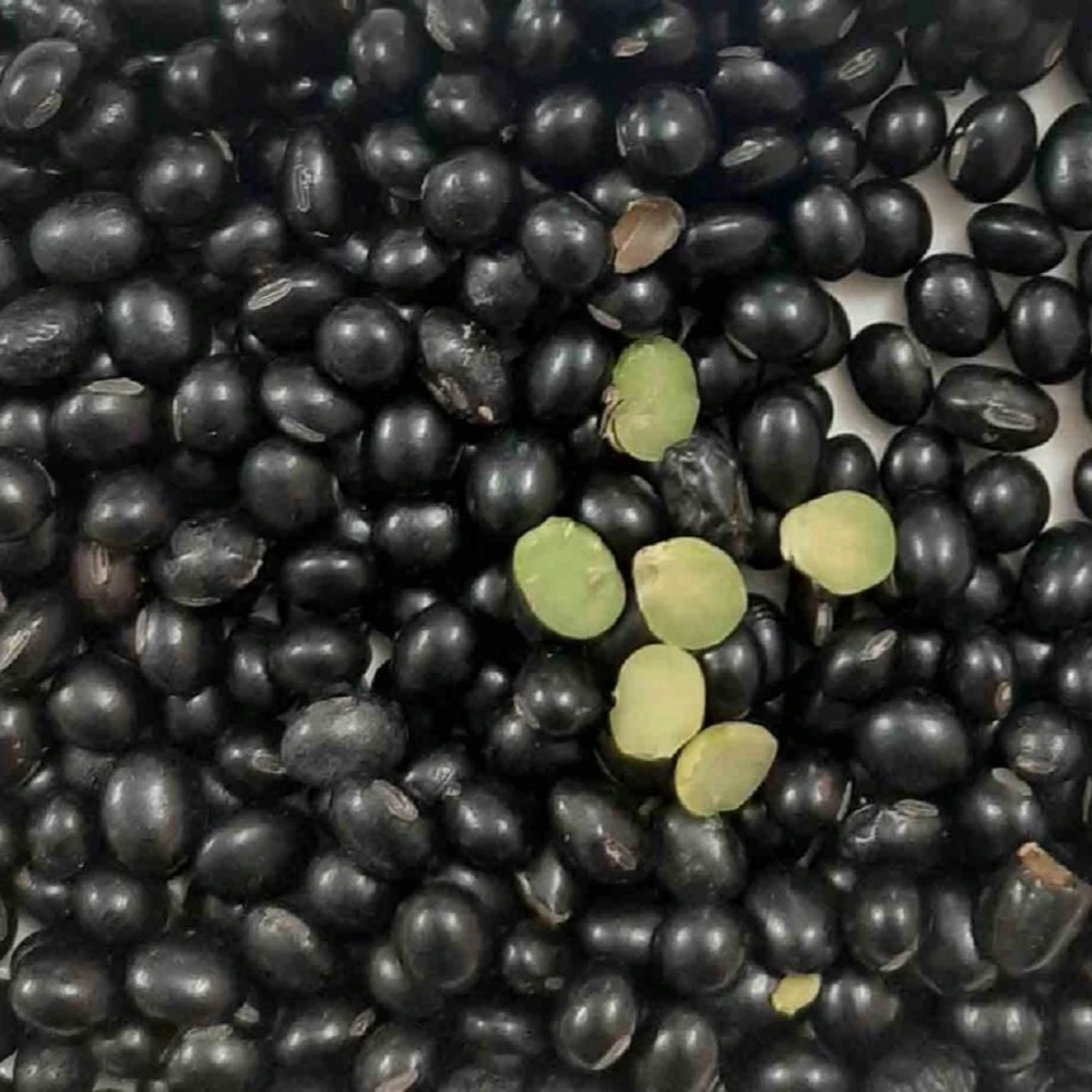 New Crop Black Beans Vietnam Supplier Wholesales High Quality Raw Vietnam Black Kidney Bean