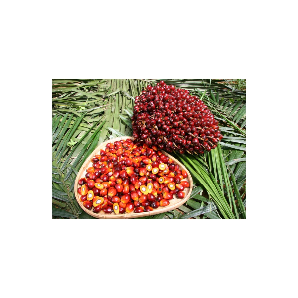 Premium Grade Varied Acid Crude Palm Oil Factory Supply Wood Cold Pressed Plastic Drum and Iron Galvanized Drum