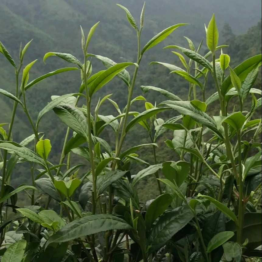 Blended Type Top Cheap Bag Green Gift Package Customize Quality Support OEM/ODM tea drinks Snow Shan Tea From Vietnam