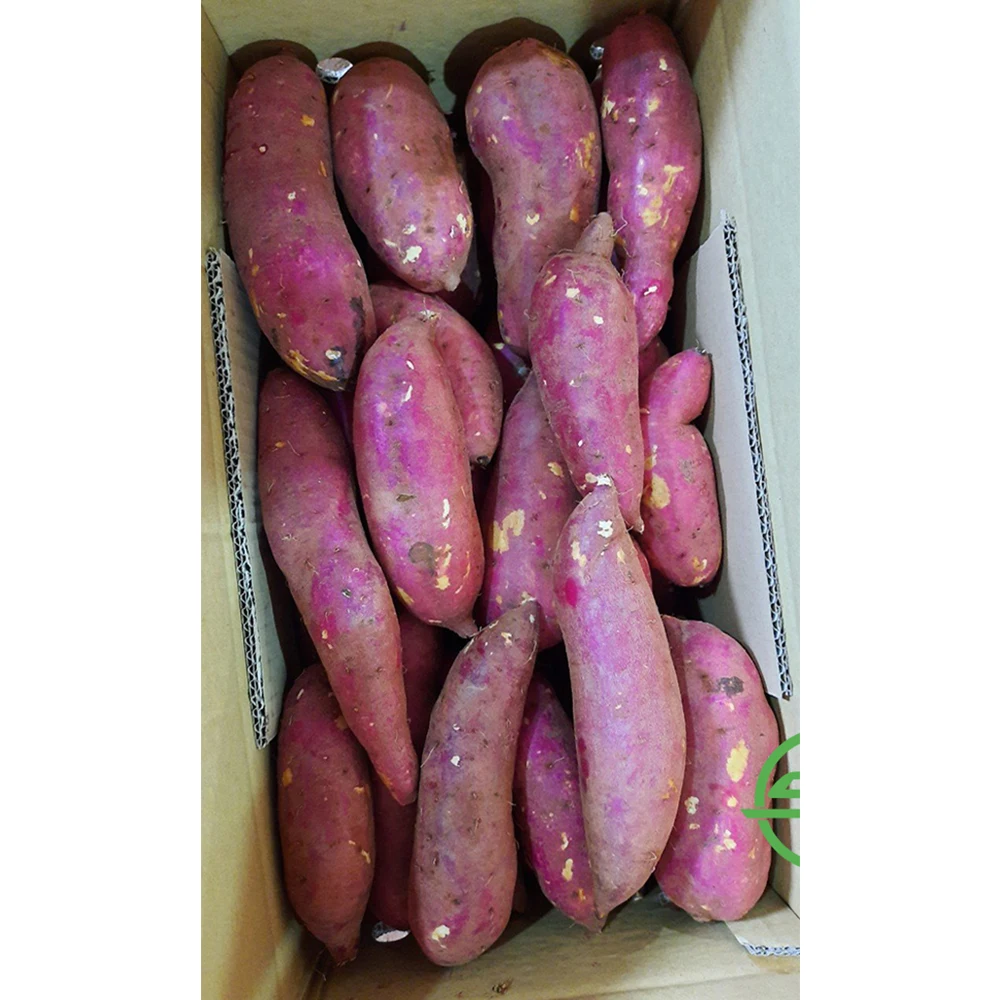 Свежий вьетнамский сладкий картофель по хорошей цене, горячая Распродажа, высокое качество 100% из Вьетнама