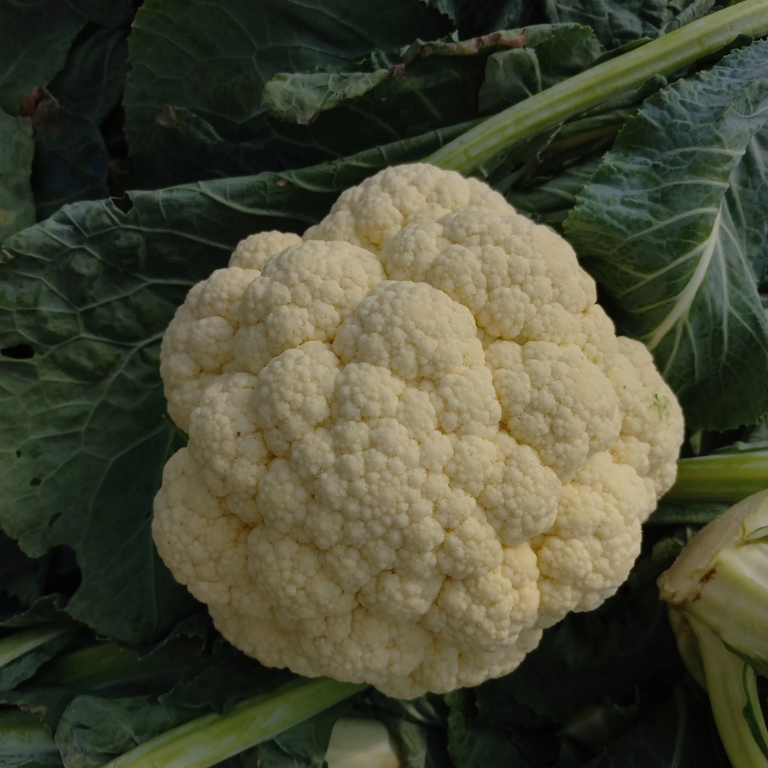 Wonderful Fresh Cauliflower Export Standard New Harvest Fresh Vegetables in Vietnam