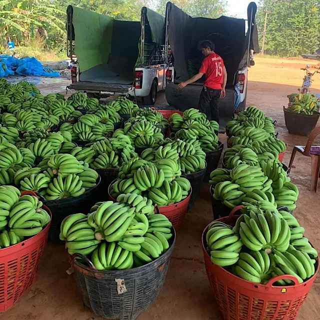 Hot Sale Best Quality Hom thong Banana  From Thailand