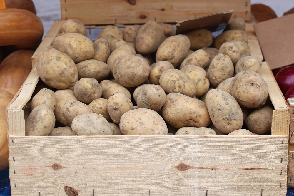 High Quality 100% Natural Product Cheap Price Professional Export Wholesale Fresh Potato from Bangladesh