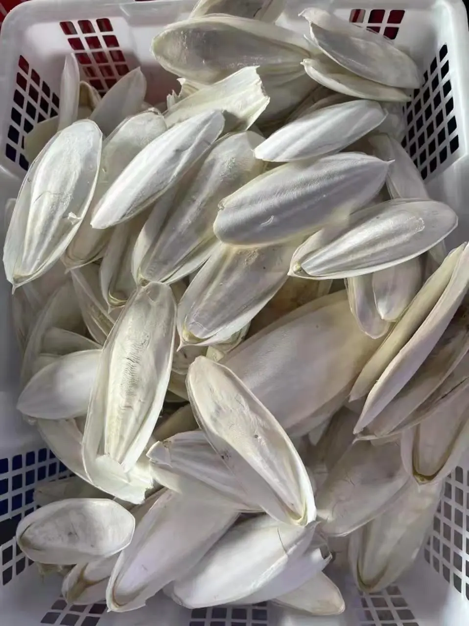 Sun Dried Cuttlefish Bone for customers Vietnamese NATURAL WHITE Dried CUTTLEFISH BONE SQUID BONE