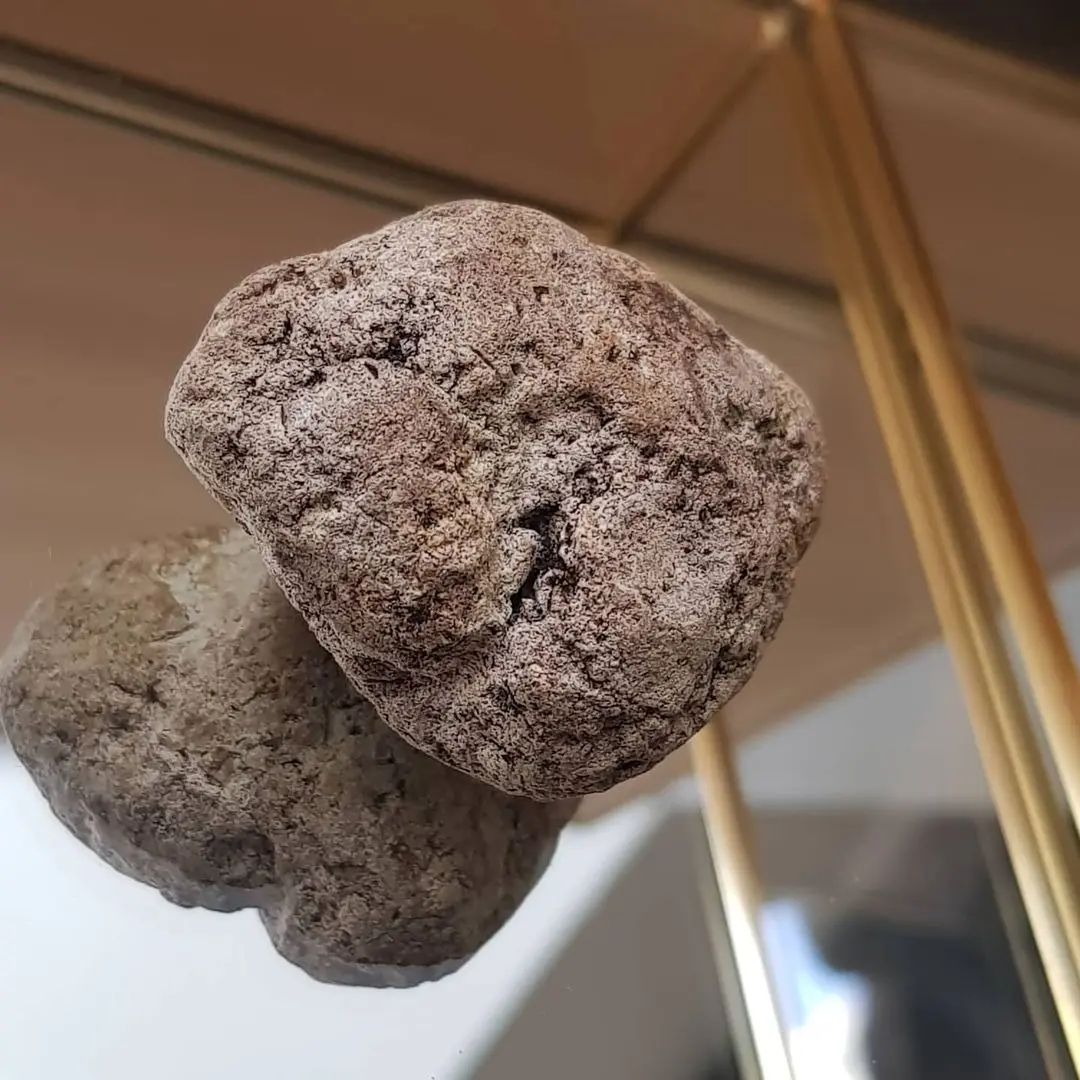 Floating Gold Ambergris Whale Vomit Wholesale Supplier | Shop Online The Treasure Of The Sea