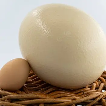 Ostrich eggs6.jpg