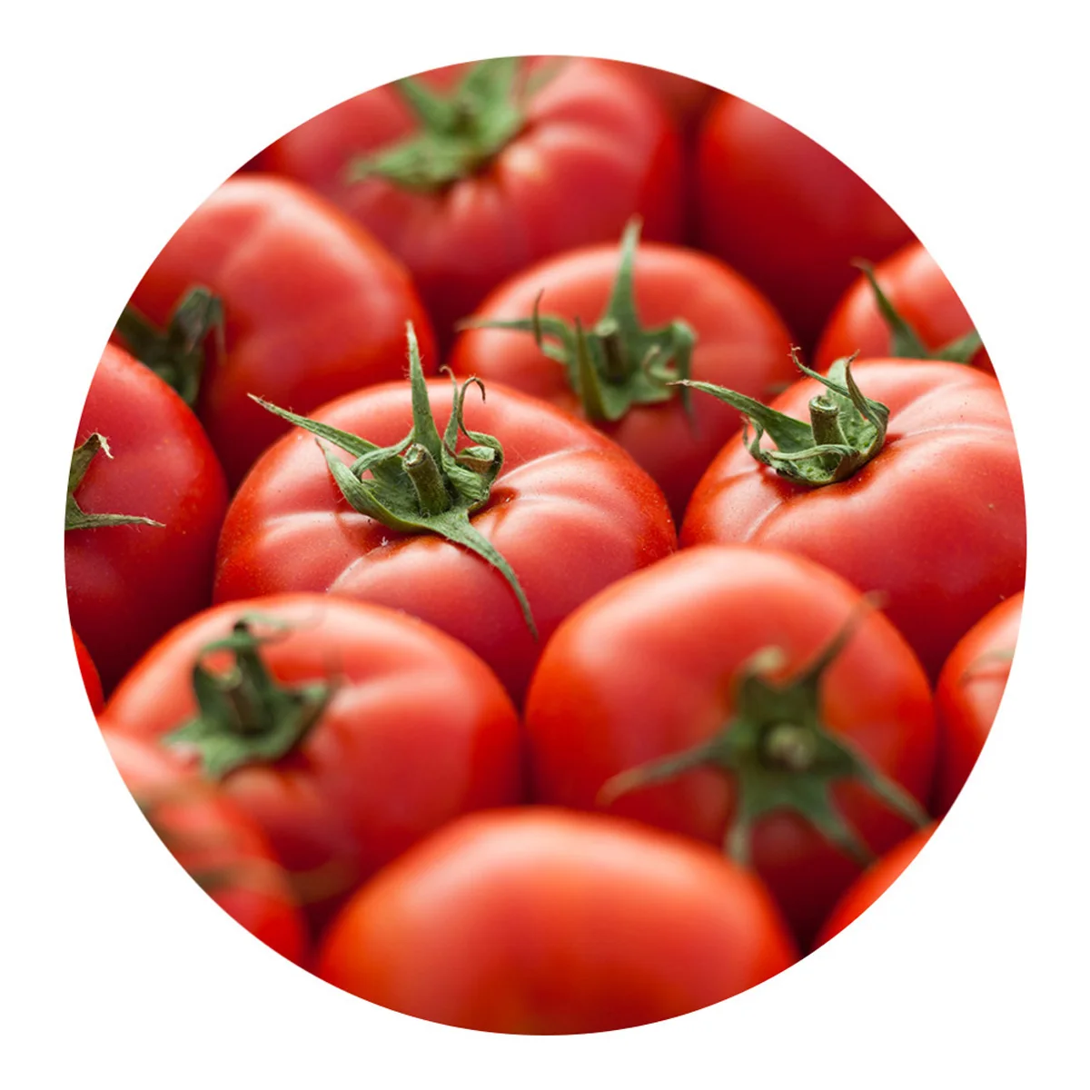 Свежий помидор созрел и вкусный, гарантированно соответствует стандартам качества, ферма натуральная