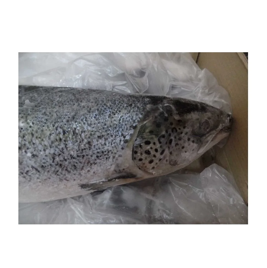 European Premium Quality Atlantic Salmon Low Price Bulk Quantity for Exports-Fresh/Frozen Fillet and Whole Fish Dried Style