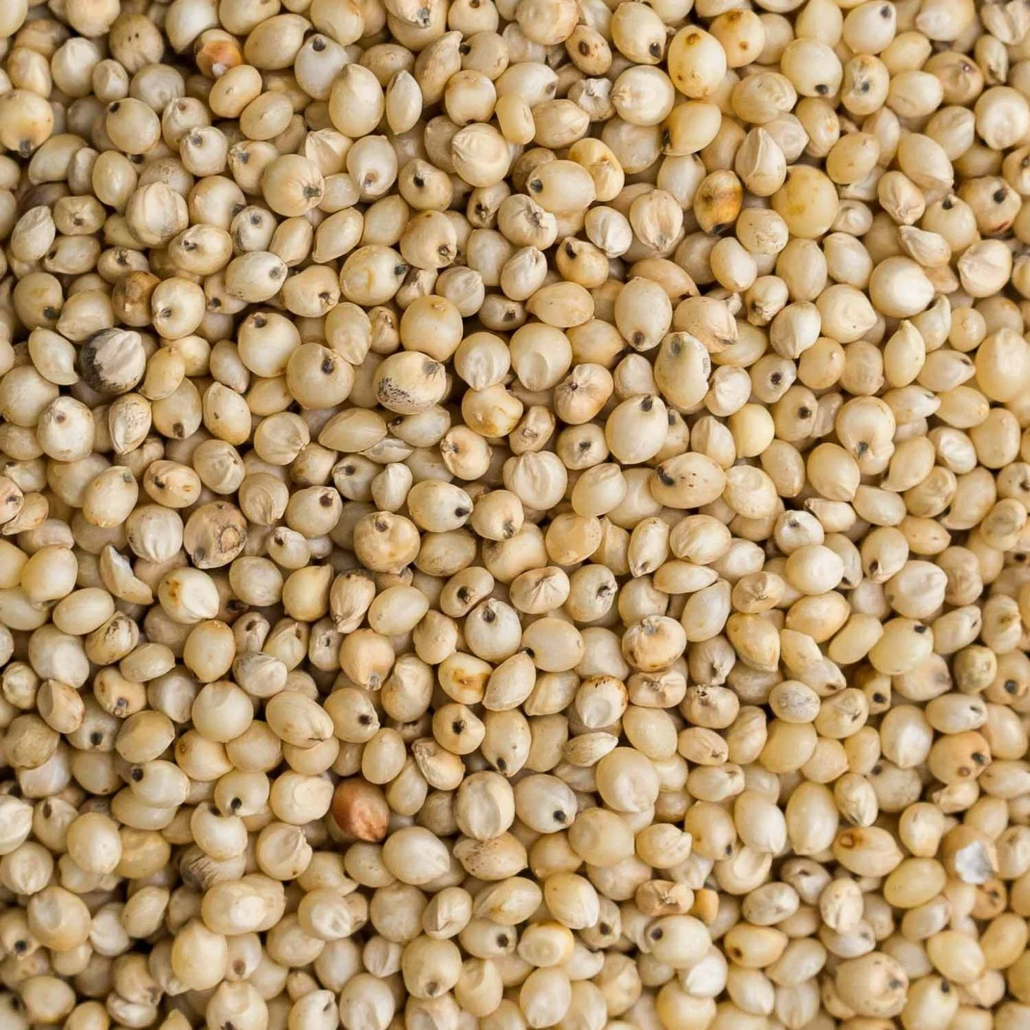Bulk Sorghum Grains Bulk Red and White Sorghum seeds Price Per Ton for Birds Food