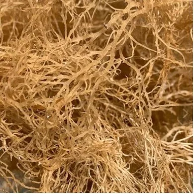 High quality dried seamoss bag packing ISO, HACCP certificate Vietnam