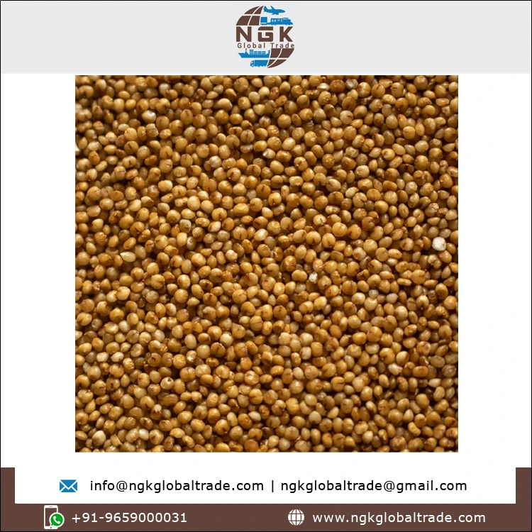 Best Buy Bulk Quantity High Quality Natural Taste Agriculture Grain 100% Pure Kodo Millet for Wholesale Buyers