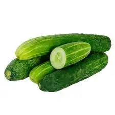 High Quality 100% Natural Products Fresh Food Grade Green Cucumber for Export 2023