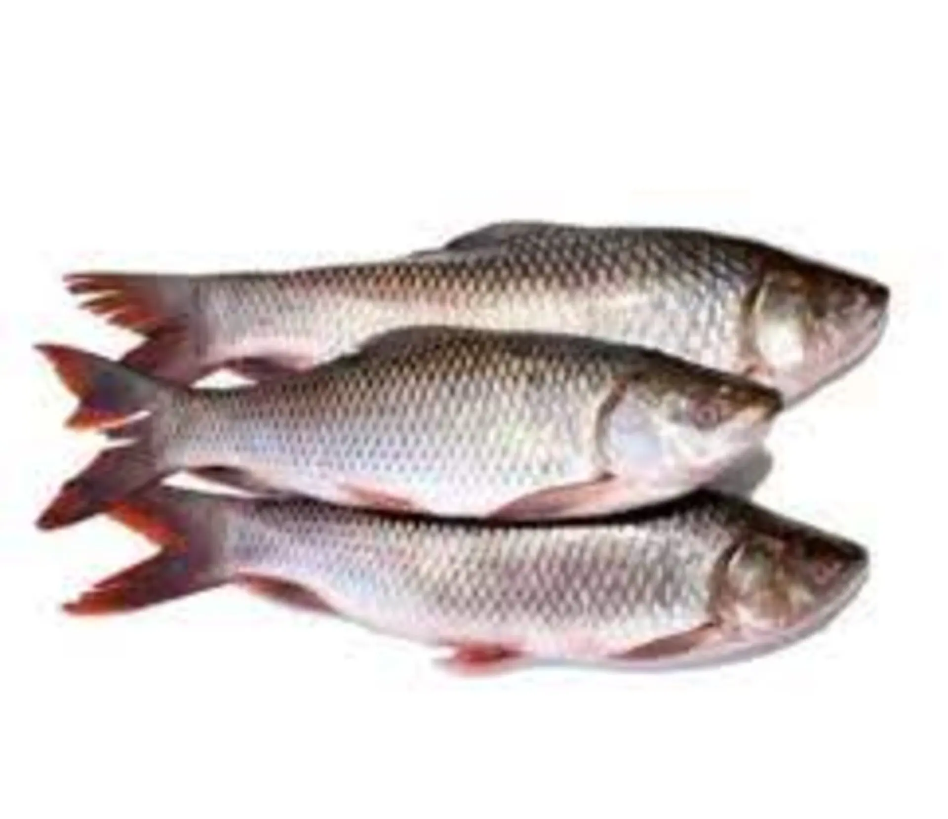 Frozen Rohu-Rohu WR (Farm Raised) Export From Viet Nam for Sale