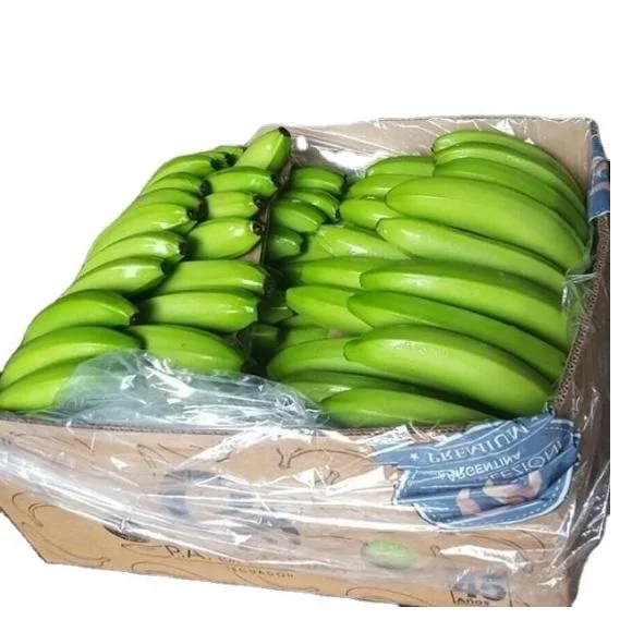 Fresh Cavendish Banana - 100% High Quality Green Fresh Cavendish Banana made in Philippine with Factory price