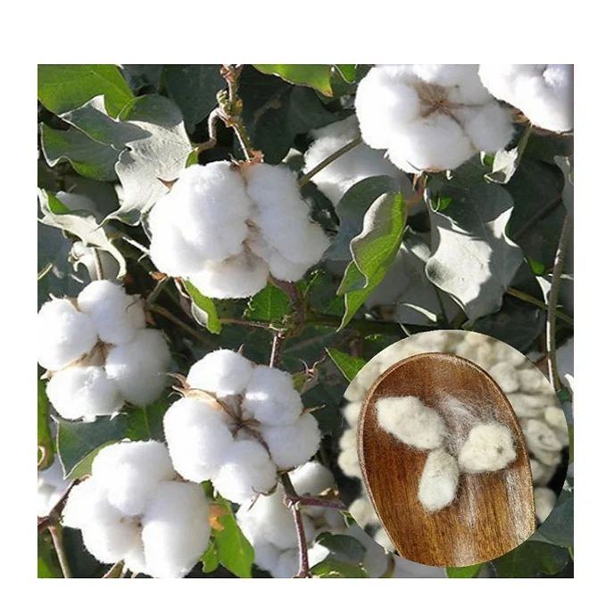 Fast Delivery Cheap Price Bulk Stock Organic Raw Organic Cotton Seeds For Sale In Bulk / Raw Organic Cotton Seeds