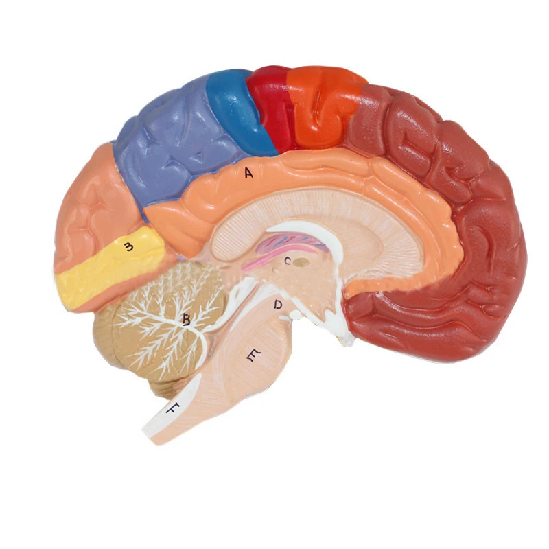 Teaching Resources Medical Science Brain Anatomical Model