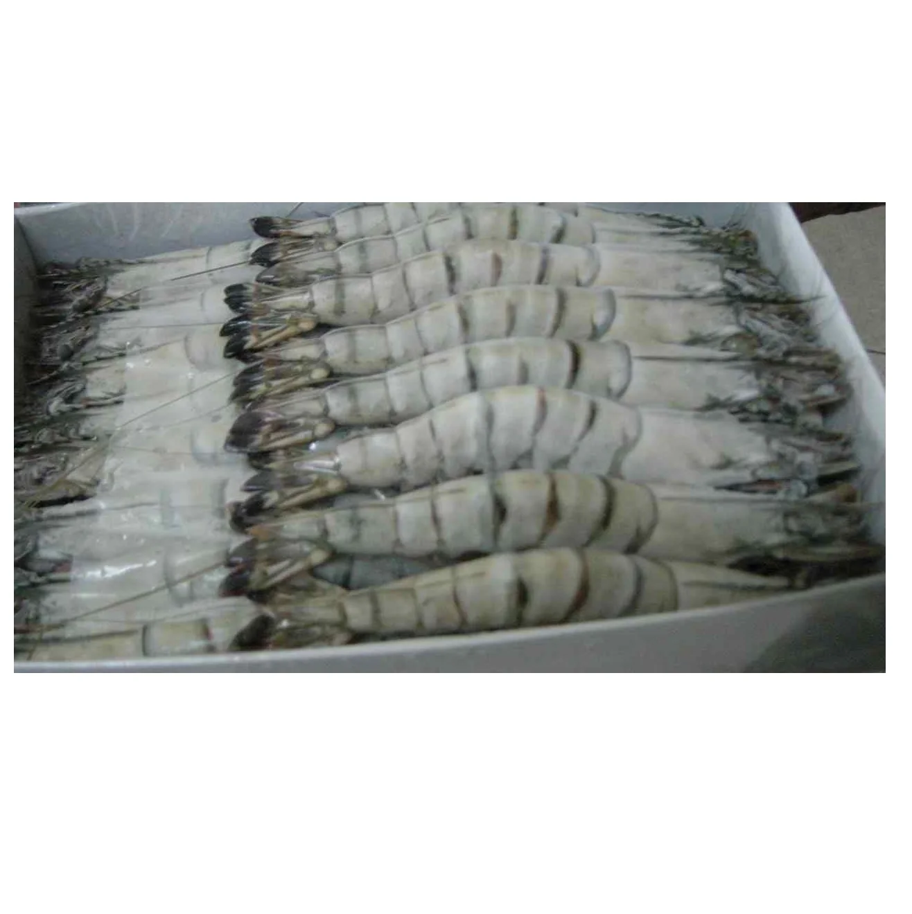 Best Quality Frozen Fresh Shrimp Black Tiger Prawn from VietNam