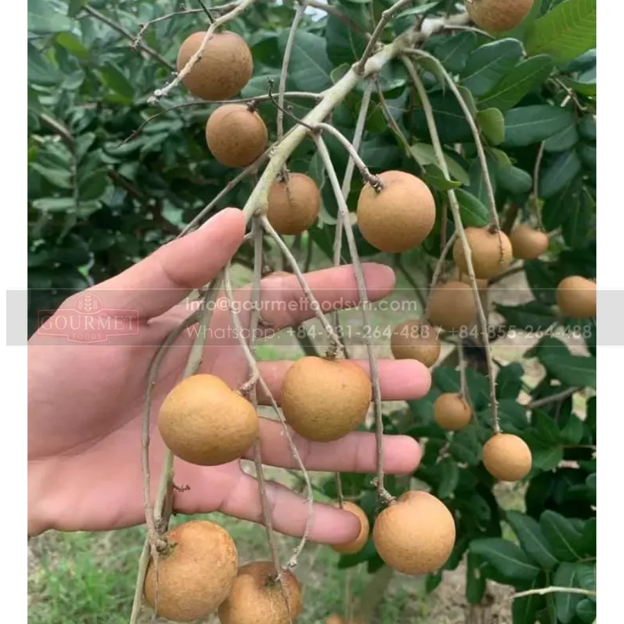 Свежие фрукты Longanfruit longan сушеные из Вьетнама лучшего качества