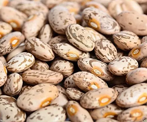 Natural Dried Light Speckled Kidney Pinto Beans for sale from Uzbekistan