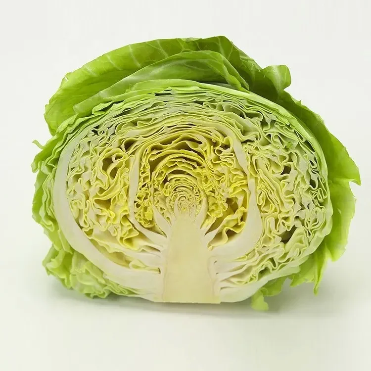 Cheap Price Fresh Cabbage for sale